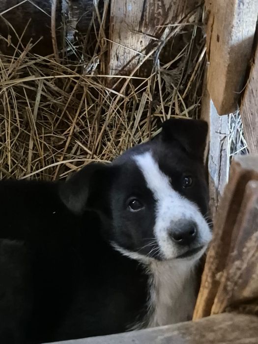 Пристраивается щенок 3 месяца