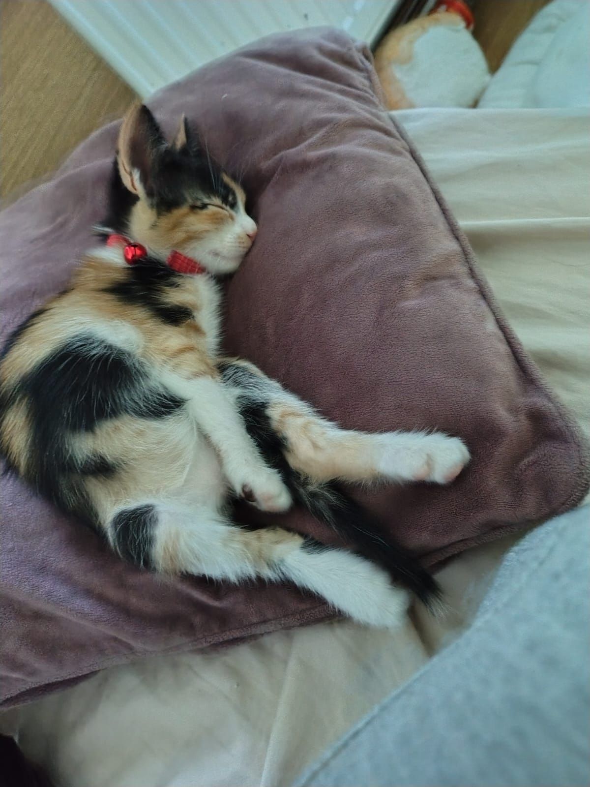 Dau spre adoptie pui de pisica, nume: Misa