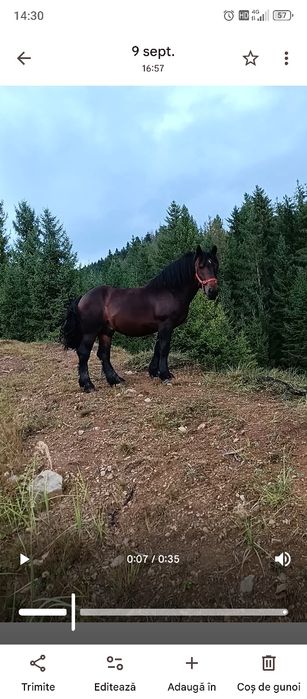 Armăsar de vânzare