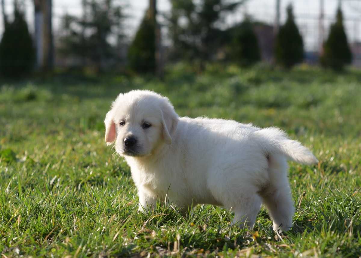 mascul Golden Retriever, Pedigree de top, putem asigura transportul