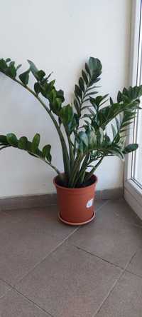 Planta Zz (Zamioculcas Zamiifolia), 65 cm înălțime, ghiveci de 4l.
