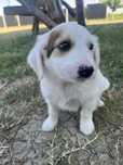 Adopție câini (pui)