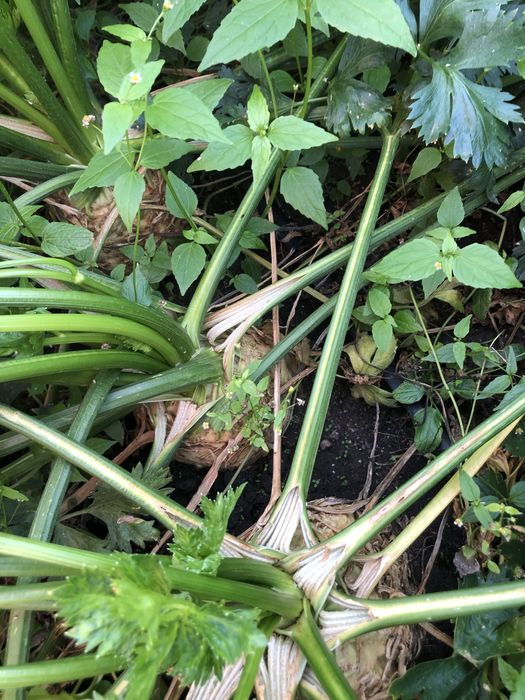 Vand telina Rex F1 hibrid