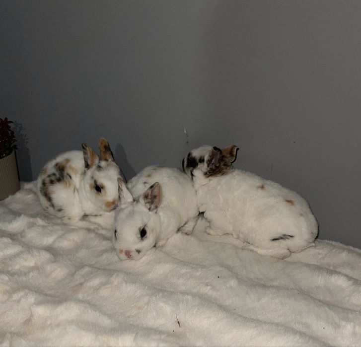 Iepuri rex pitic tricolor