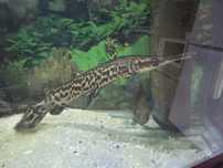 Щука/Alligator gar
