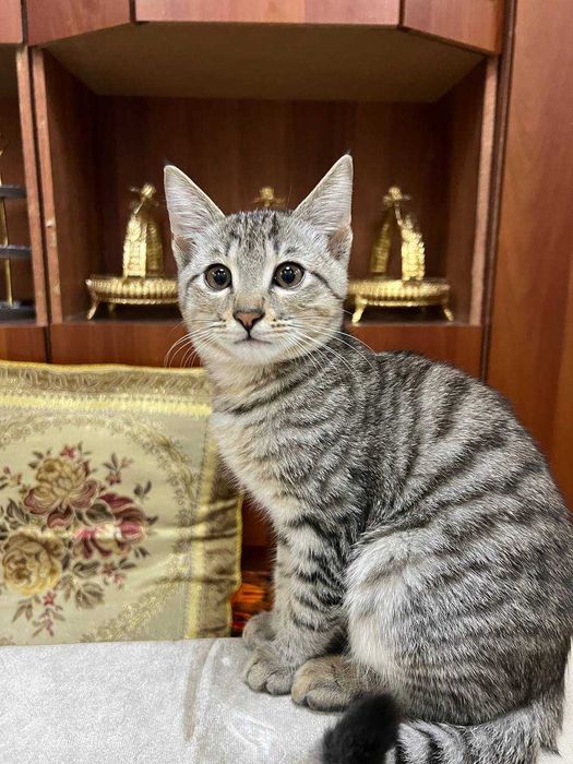 Mushugchalar ugil va qizbola mushugchalar