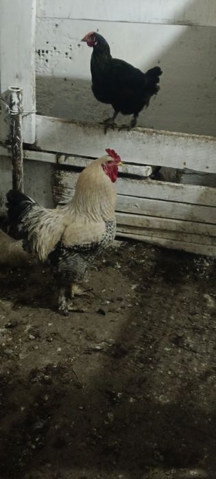 Продам петухов разных