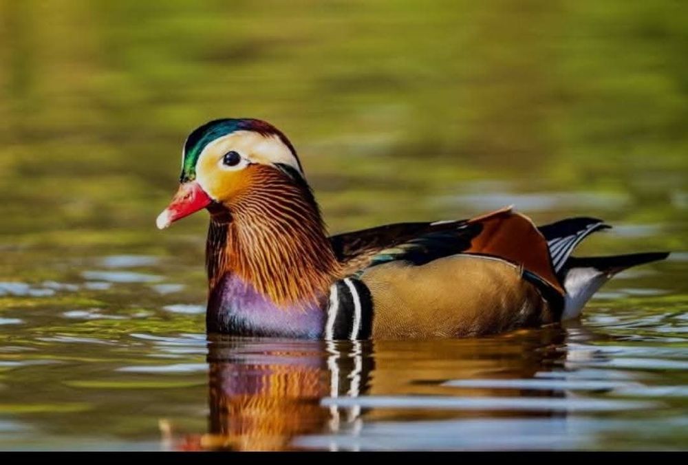 Vând/schimb rățoi Mandarin și Micul Atlantic
