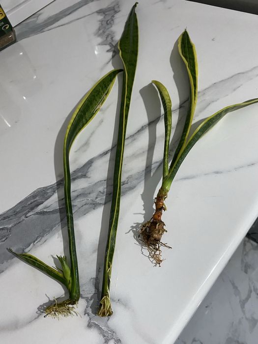 Комнатные цветы отростки