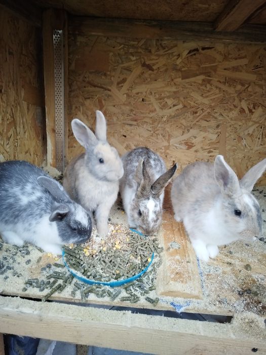 Iepuri de agrement. Prietenul  ideal pentru cei mici