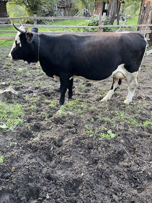 Vaca cu vitea de vanzare