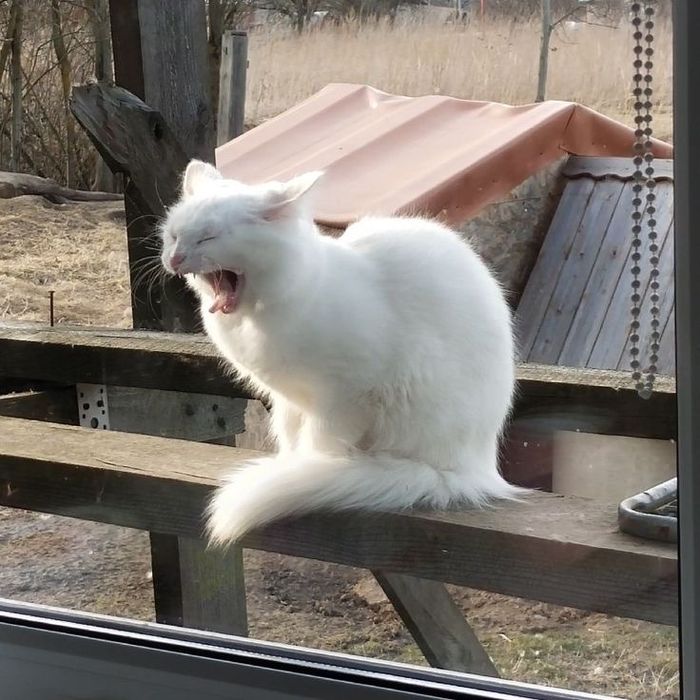 Ласковый котик ищет дом