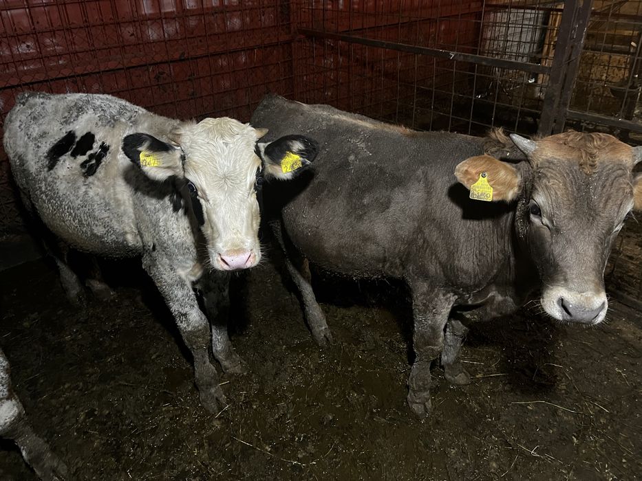 Vand 2 taurasi de 300kg