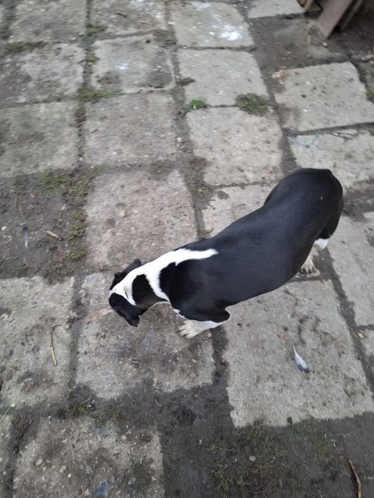 Donez catea pe gratis