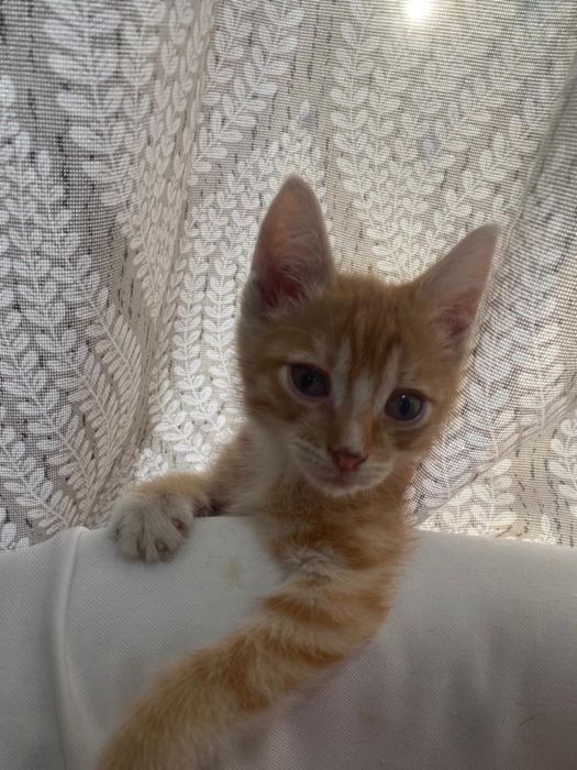 Отдам котят в добрые руки.