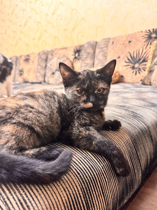 Mushukchaga mehribon uy kerak