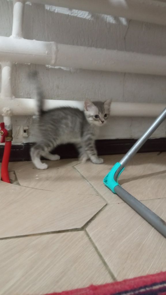 Продам Британского котенка