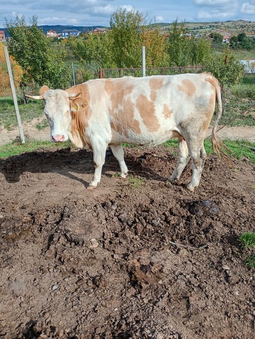 Vaci Bălțate Românești
