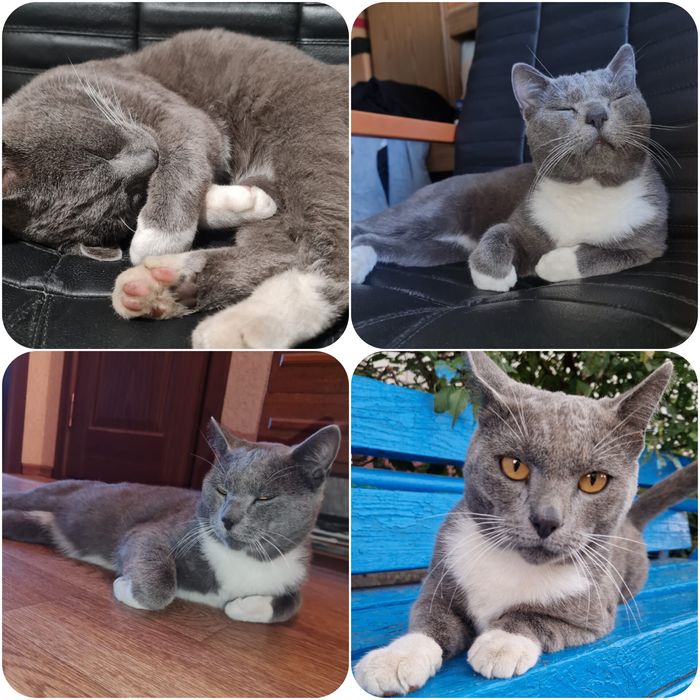 Кастрированный котик в добрые руки