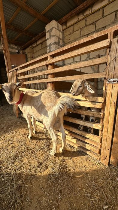 Сүтті заанен ешкі лағымен