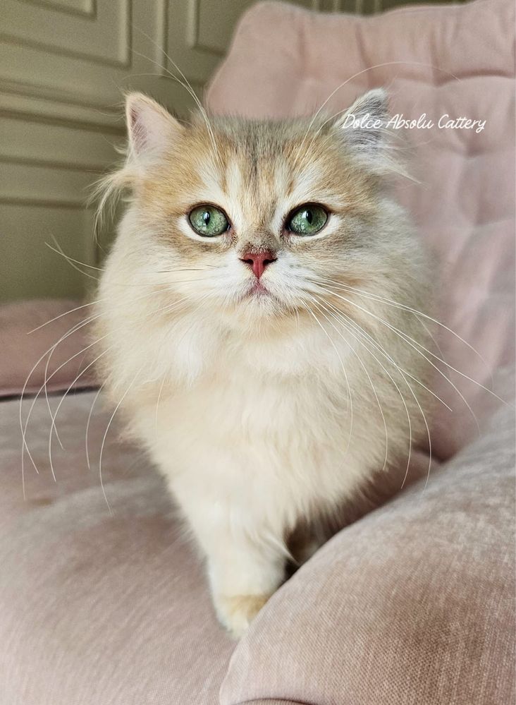 Fetita British Longhair cu ochi verzi, pedigree