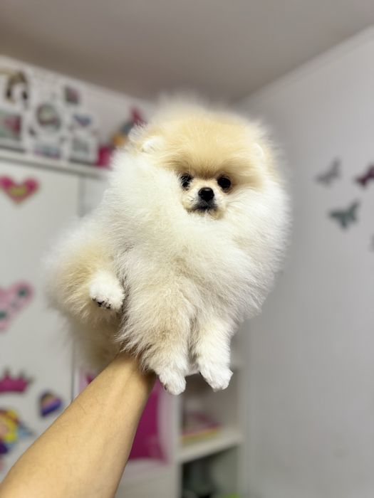 Femela pomeranian fci pedigree