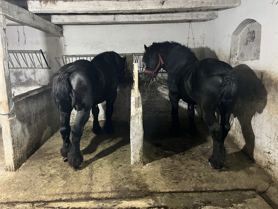 Armasari de vanzare .