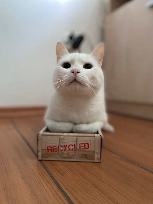 Cat sitter Constanța