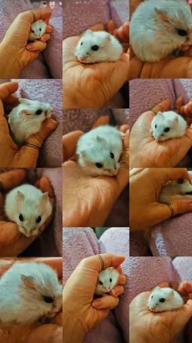 Hamsteri pitici puiuti