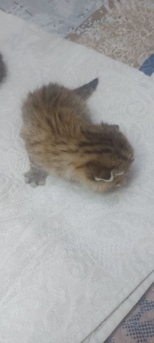Продаются котята скотиш фолд и страйт