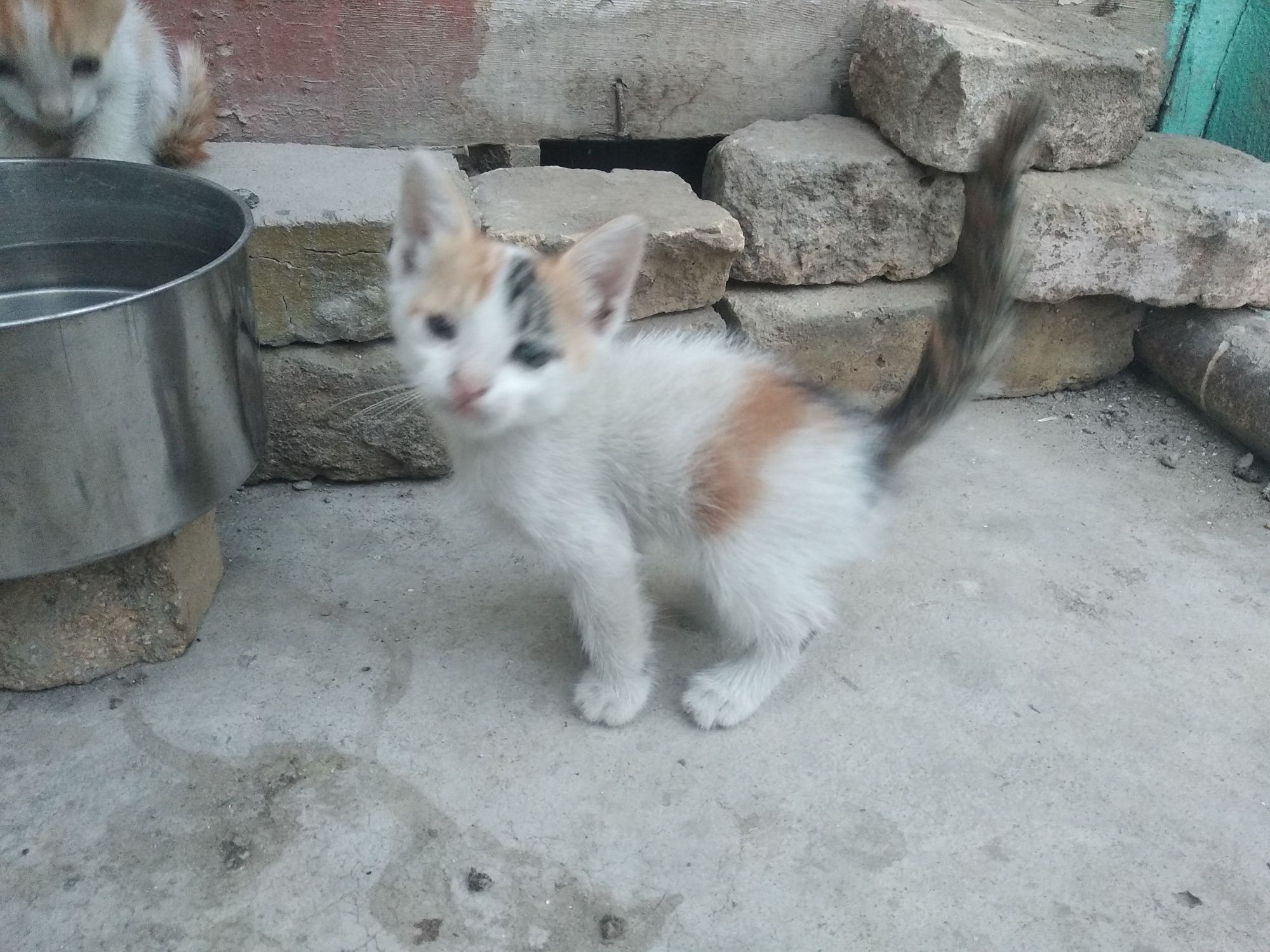 Кошки крошки бесплатно