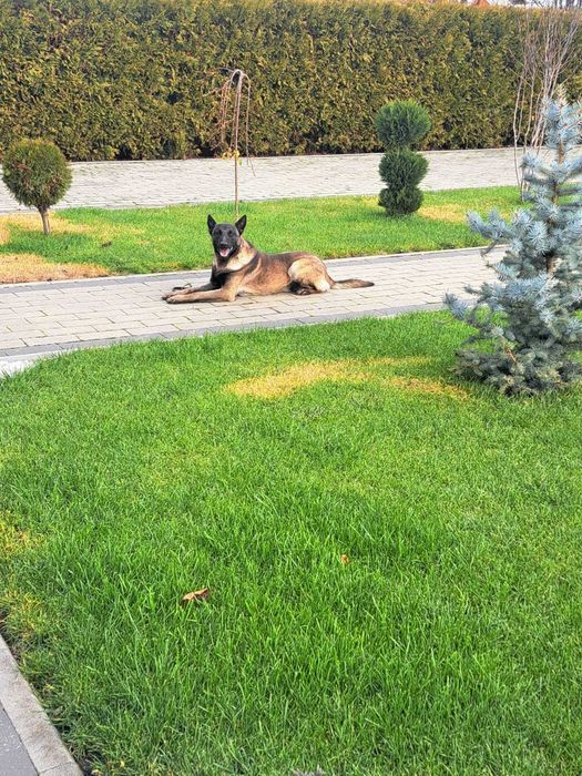 Donez Belgian Malinois