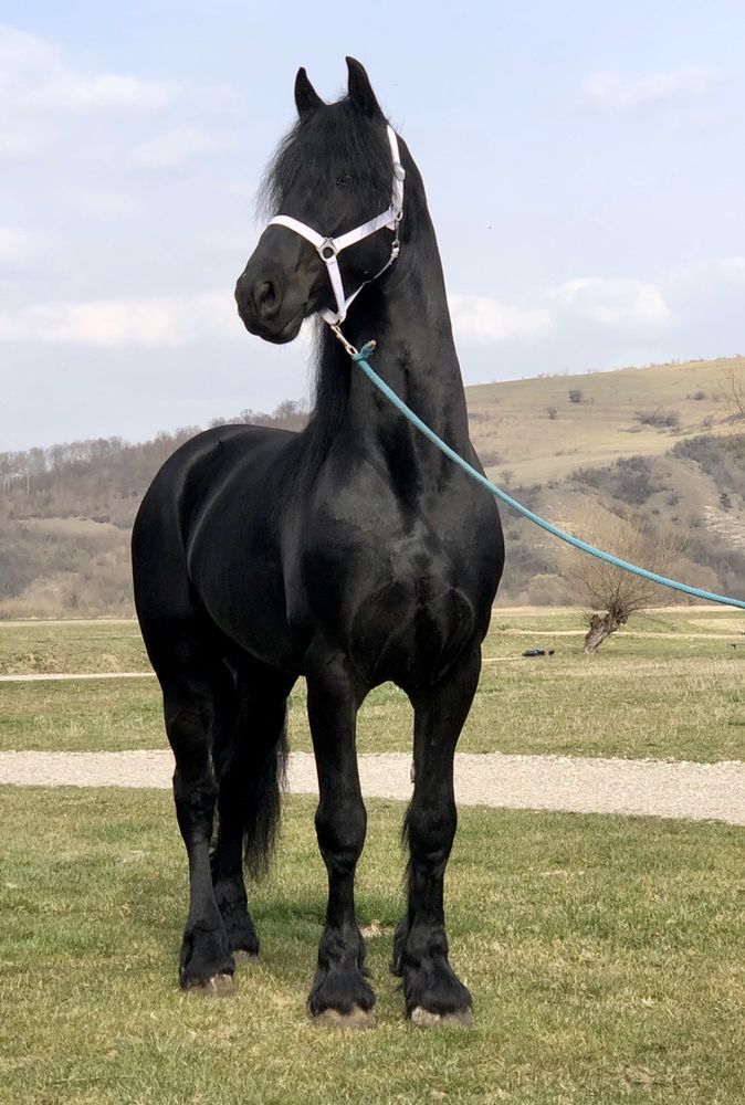 Armăsar Friesian Frizian TOP TOP Calitate