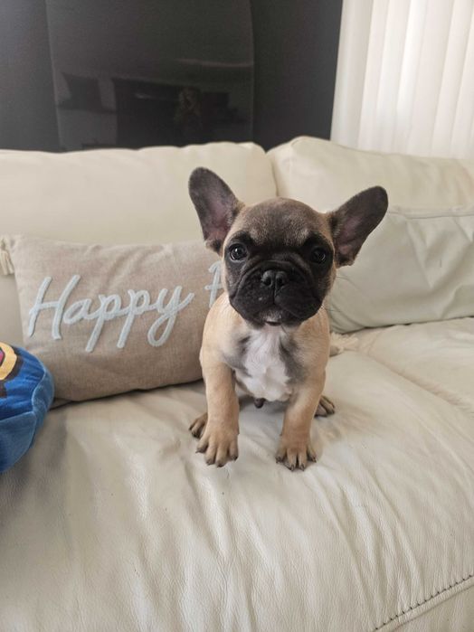 Френски булдочета