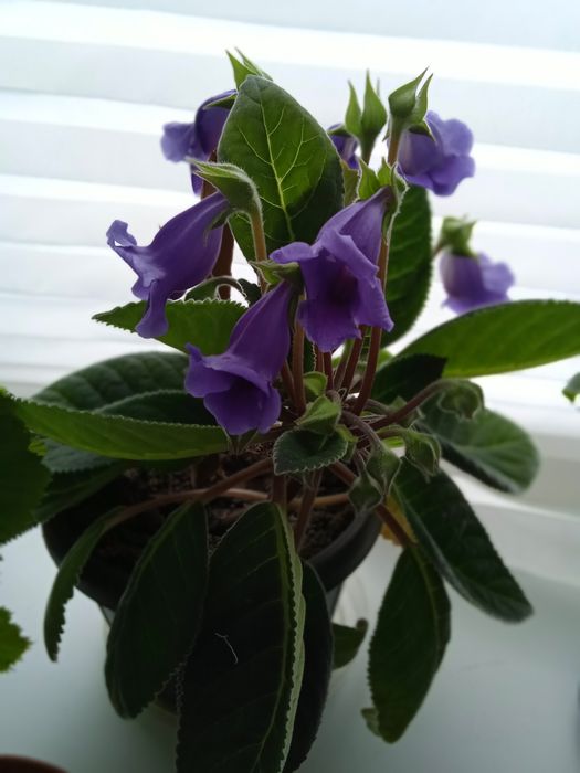 Комнатный цветок Глаксинья