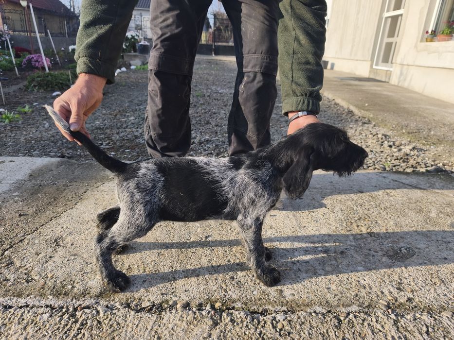 Brac german cu par sarmos