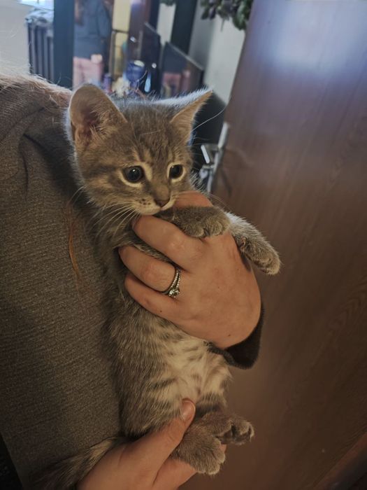 Dau spre adoptie 2 pui de pisica