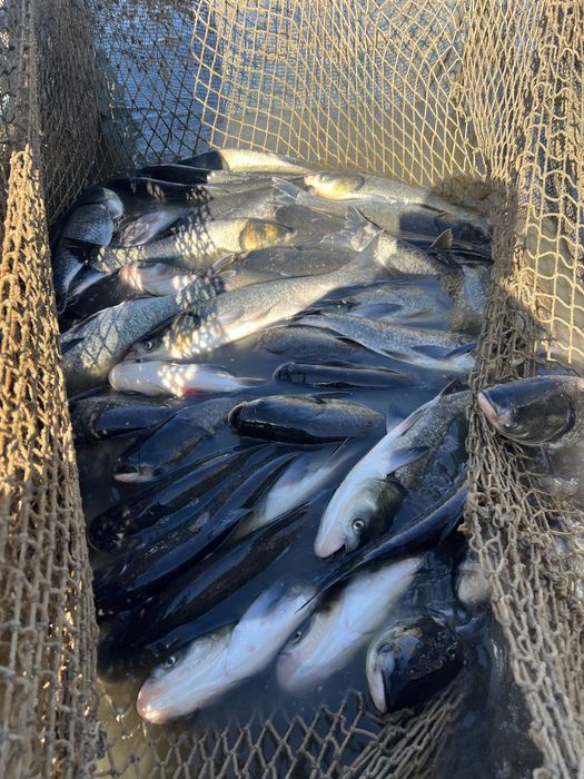 Толостолоб за консумация или зарибител