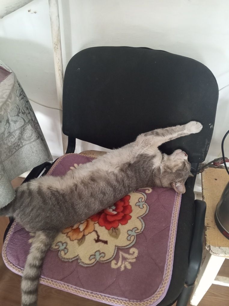 Пропал любимый кот.