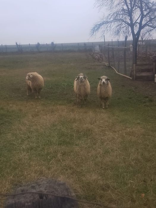 Vând Berbeci Și o Mieluță!!!