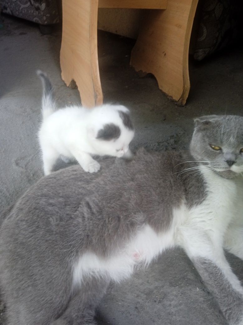 Котенок вислоухий альбинос