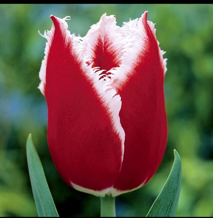 Луковицы тюльпанов