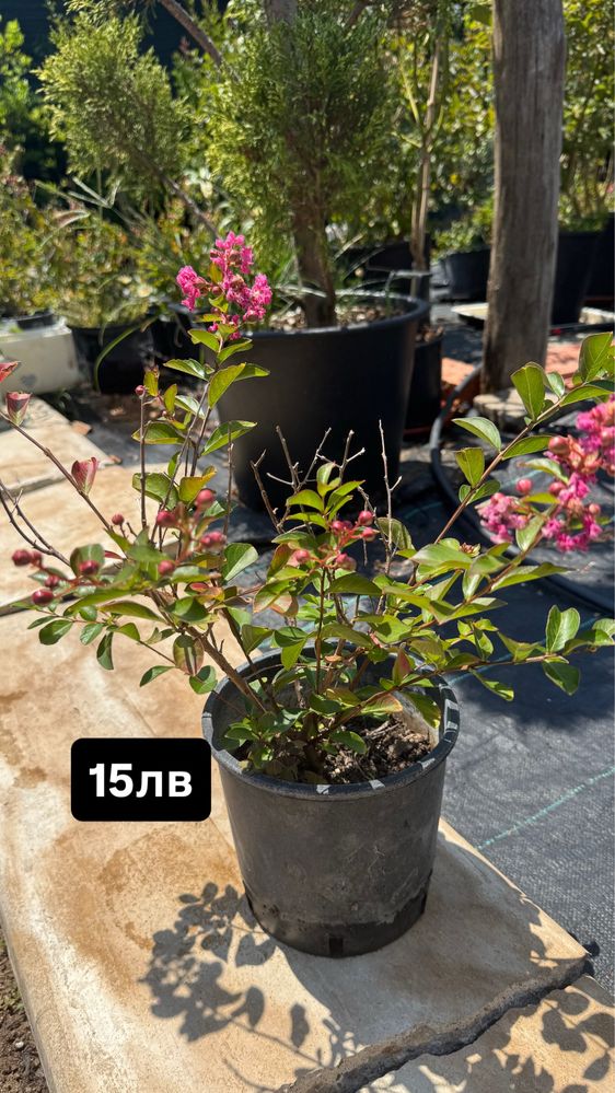 Индийски люляк (Lagerstroemia Indica)