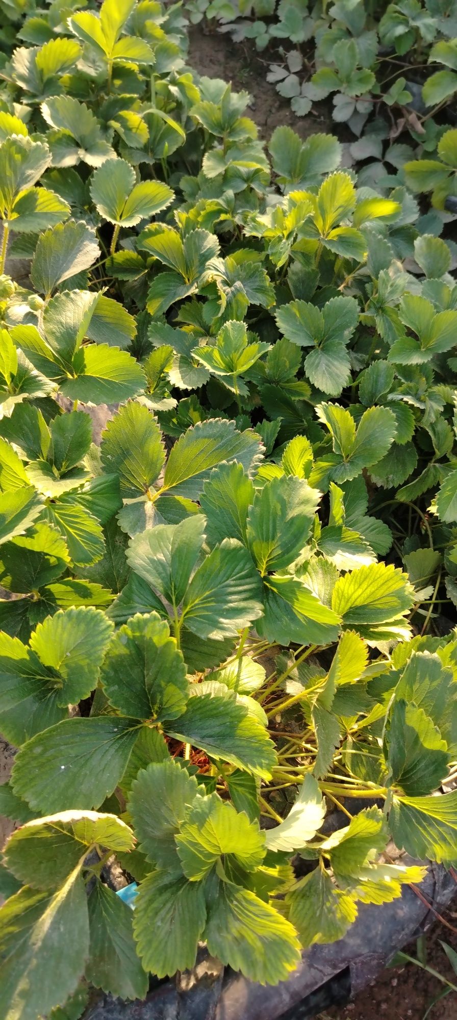 Qulupnay ko'chat