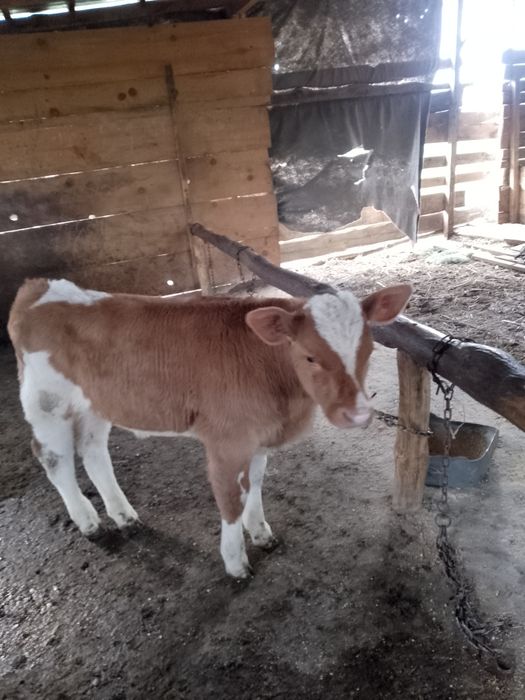 Vând vieței de doua luni