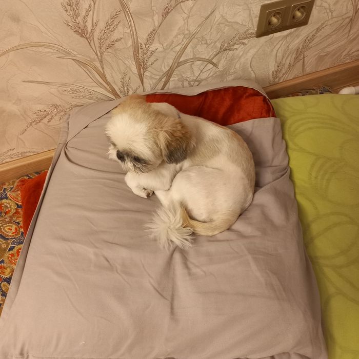 Продаётся: Очаровательная милашка - собачка