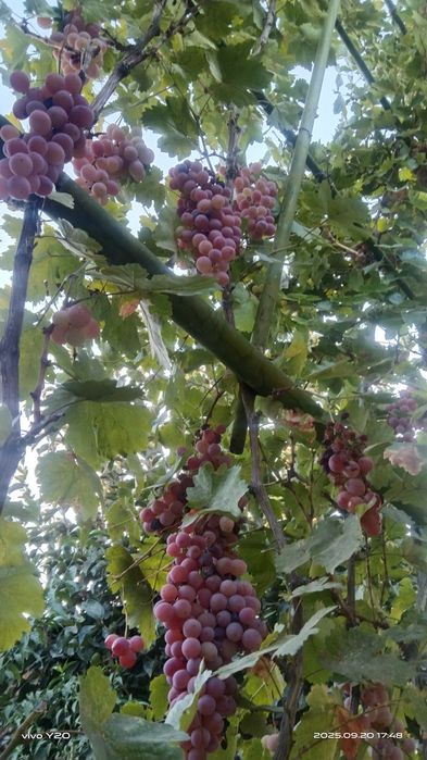 Продается виноград разные сорта