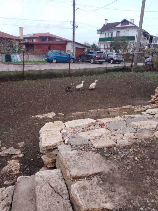 Продавам юрдечки 4 ж+4м 8 бр общо 30лв на бр.