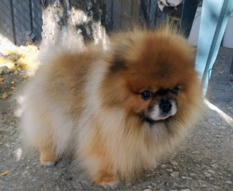 Издирва се куче! Възрастен померан,на име Гордън!