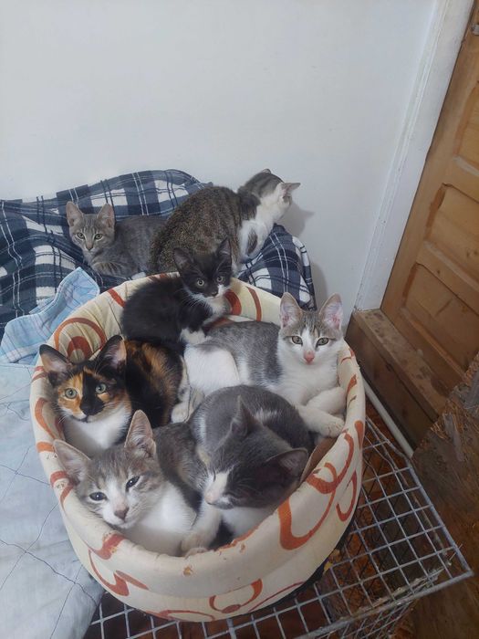 Adoptie pisicute